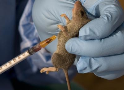 Stakeholders push for Lassa Fever Vaccine development, regional preparedness